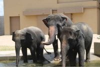 Tiga ekor gajah Asia Malaysia, Dara, Amoi dan Kelat (DAK) yang kini berada di Zoo Tennoji, Osaka, Jepun. 