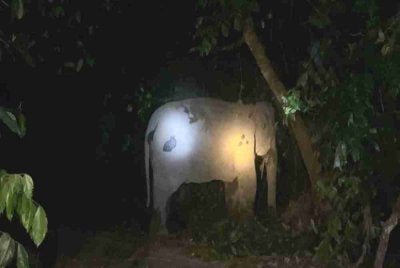 Gajah betina liar yang dikesan memasuki kawasan kampung berjaya ditangkap Perhilitan untuk dipindahkan ke kawasan lebih selamat. 