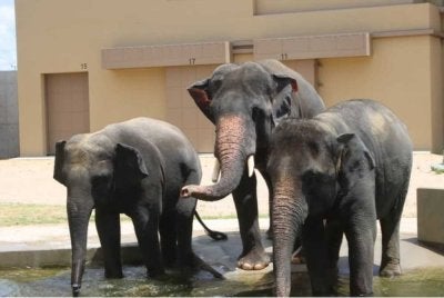 Tiga ekor gajah Asia Malaysia, Dara, Amoi dan Kelat (DAK) yang kini berada di Zoo Tennoji, Osaka, Jepun. 