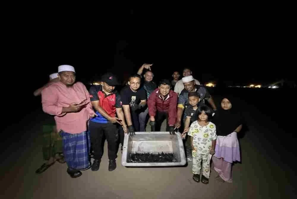 Selepas tiga dekad, penyu agar menetas di Kelantan