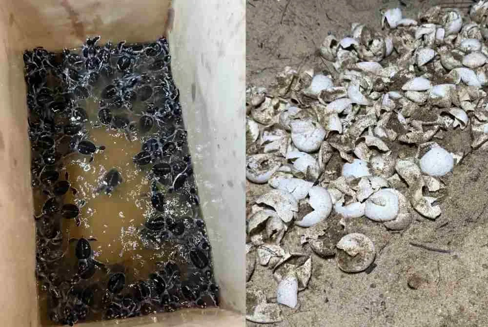 Selepas kira-kira tiga dekad, Kelantan kembali merekodkan fenomena semula jadi penyu bertelur dan menetas di pantai negeri ini apabila 183 anak hidupan laut itu ditemui di Pantai Pachakan, Pasir Puteh pada Ahad malam. Foto Jabatan Perikanan Negeri Kelantan