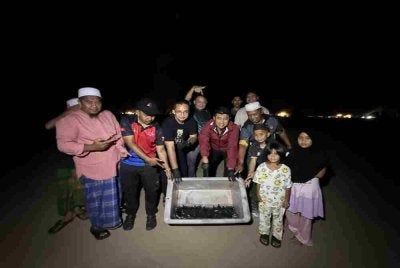 Jabatan Perikanan Negeri Kelantan dan penduduk menunjukkan 156 anak penyu yang telah menetas dan hidup serta berjaya dilepaskan ke laut. Foto Jabatan Perikanan Negeri Kelantan