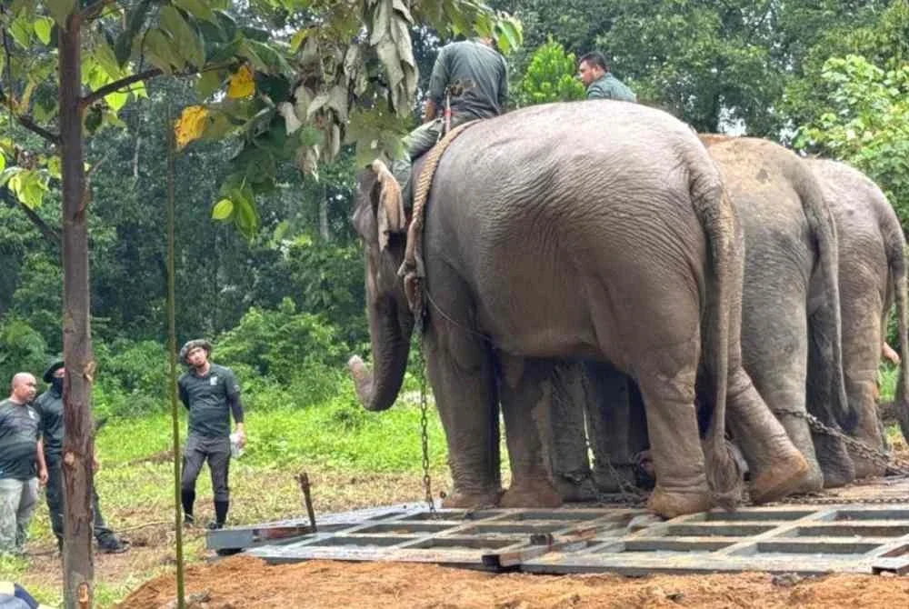 Mek Jeram (tengah) berjaya dipujuk oleh Indah dan Suria untuk dipindahkan ke Taman Negeri Royal Belum, Perak pada Selasa.