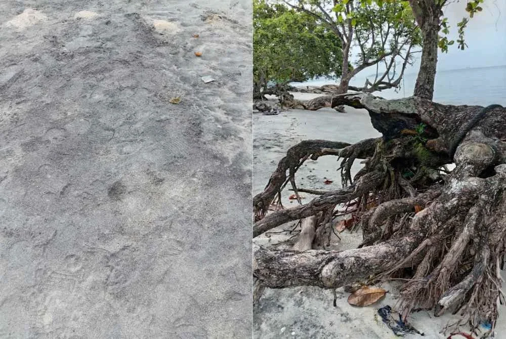 Keadaan pokok di pesisiran pantai dengan keadaan pasirnya yang berwarna hitam dipercayai akibat pencemaran.