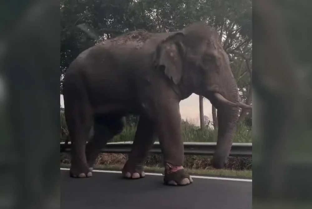 Tangkap layar video yang tular menunjukkan kaki kanan gajah yang mengalami kecederaan.