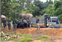 Proses memujuk untuk memindahkan Mek Jeram hanya mengambil masa selama 15 minit.