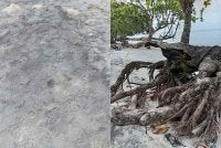 Keadaan pokok di pesisiran pantai dengan keadaan pasirnya yang berwarna hitam dipercayai akibat pencemaran.