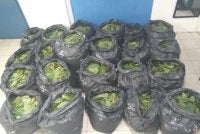 Bahagian Siasatan Jenayah Narkotik IPD Hilir Perak berjaya merampas 196kg daun ketum dalam serbuan di belakang sebuah rumah di Jalan Chenderong Balai Teluk Intan.