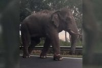 Tangkap layar video yang tular menunjukkan kaki kanan gajah yang mengalami kecederaan.