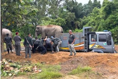 Proses memujuk untuk memindahkan Mek Jeram hanya mengambil masa selama 15 minit.