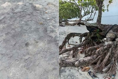 Keadaan pokok di pesisiran pantai dengan keadaan pasirnya yang berwarna hitam dipercayai akibat pencemaran.