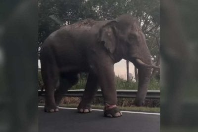 Tangkap layar video yang tular menunjukkan kaki kanan gajah yang mengalami kecederaan.