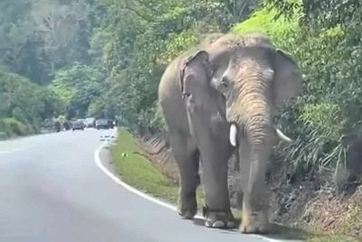 Sulong kelihatan berjalan menuju ke arah Gua Musang. FOTO: Tular 