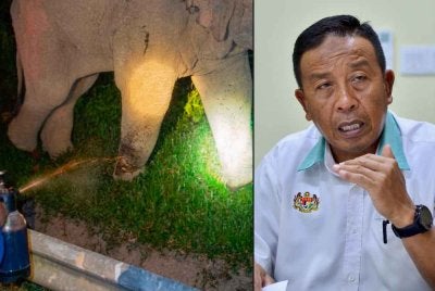 Abdul Kadir berkata Perhilitan melaksanakan pemantauan keadaan kecederaan gajah jantan dewasa dikenali Sulong dengan menggunakan dron - Foto: Perhilitan