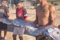 Ikan laut dalam yang merupakan spesies jarang dijumpai itu dianggarkan sepanjang kira-kira empat meter. - Foto Agensi
