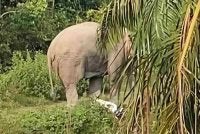 Gajah berkenaan didapati bertindak agresif mengejar pekerja ladang dan memijak motosikal sehingga rosak. Foto media sosial 