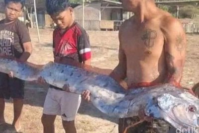 Ikan laut dalam yang merupakan spesies jarang dijumpai itu dianggarkan sepanjang kira-kira empat meter. - Foto Agensi