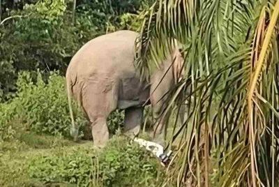 Gajah berkenaan didapati bertindak agresif mengejar pekerja ladang dan memijak motosikal sehingga rosak. Foto media sosial 