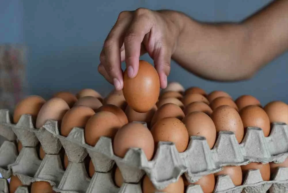Harga telur ayam meningkat selepas subsidi komoditi itu ditamatkan pada 1 Ogos lalu. Foto hiasan