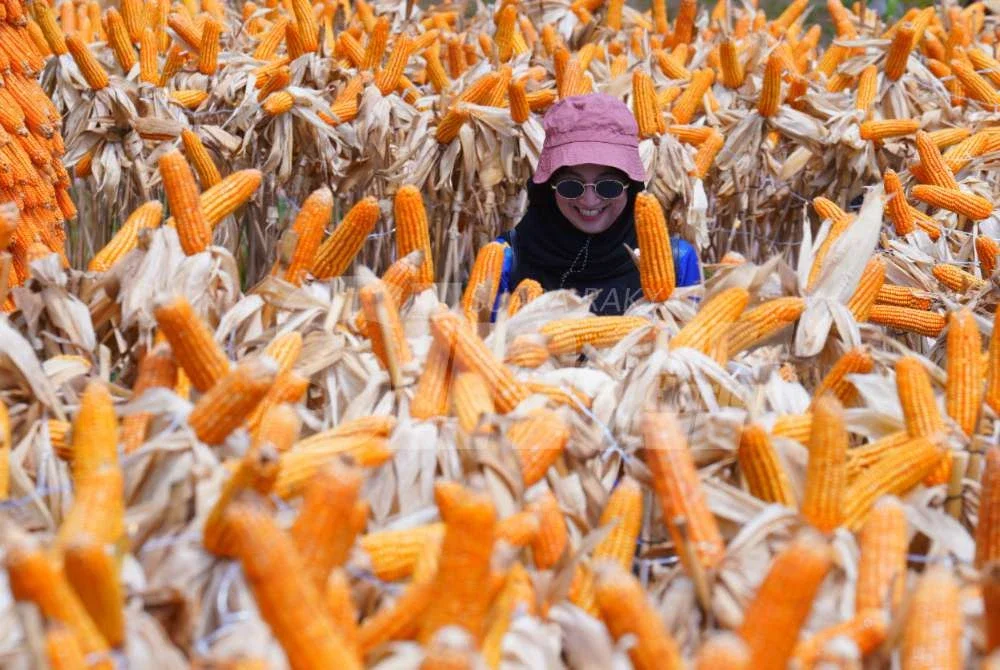MAHA 2026 bukan sahaja mengetengahkan hasil pertanian dan produk IKS malah membawa pengunjung melihat sendiri perkembangan teknologi serta inovasi dalam sektor agro. Foto: MOHD HALIM ABDUL WAHID