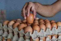 Harga telur ayam meningkat selepas subsidi komoditi itu ditamatkan pada 1 Ogos lalu. Foto hiasan 