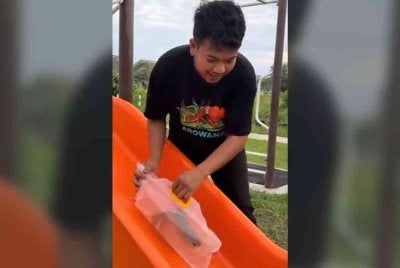 Tular video di Threads memaparkan seorang pemuda dengan idea luar biasanya membawa ikan arowana peliharaan bermain gelongsor, jongkang-jongket dan buaian di taman.