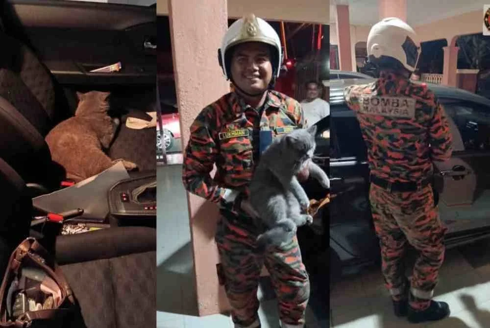 Tindakan seekor kucing yang dipercayai menekan butang kunci pintu menyebabkan haiwan itu terperangkap di dalam sebuah kereta sebelum pemiliknya mendapatkan bantuan bomba, semalam.