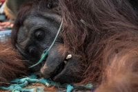 Orang Utan bernama Sampurna ditemui dalam keadaan lemah berhampiran kawasan kebakaran. Foto: Agensi