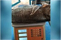 Ikan Kanai ditangkap nelayan di Sungai Kuala pada 30 Ogos lalu.