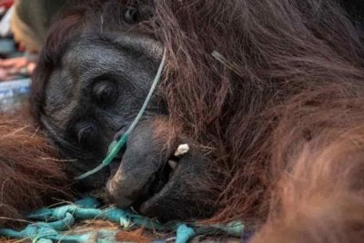 Orang Utan bernama Sampurna ditemui dalam keadaan lemah berhampiran kawasan kebakaran. Foto: Agensi