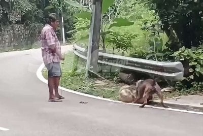 Tangkap layar video yang memaparkan seorang lelaki membiarkan anjing peliharaannya bergaduh dengan anjing liar di Pearl Hill, Tanjung Bungah.