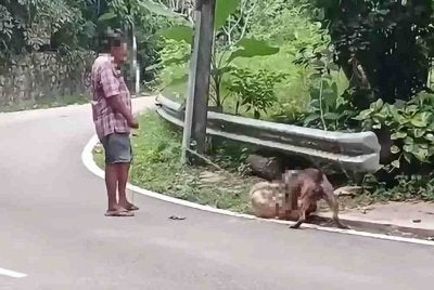 Tangkap layar video berdurasi beberapa saat yang memaparkan seekor anjing yang didakwa sebagai baka pit bull menyerang dan menggigit seekor anjing lain di Pearl Hill tular di media sosial.