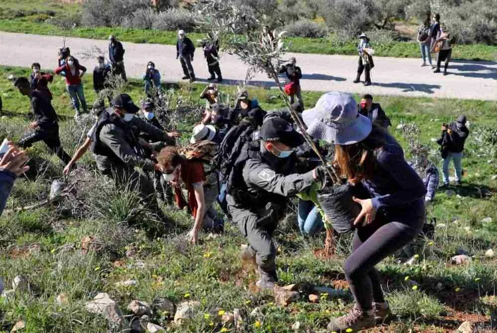 Petani Palestin bina semula ladang yang musnah Petani Palestin bina semula ladang yang musnah