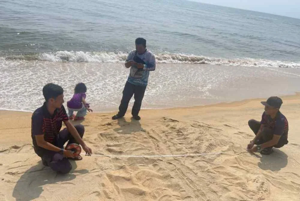 Kakitangan Pejabat Perikanan Negeri Terengganu mengukur jejak yang ditinggalkan penyu belimbing selepas mendarat dan bertelur di pantai Marang pada Selasa lalu. Foto Facebook Jabatan Perikanan Negeri Terengganu