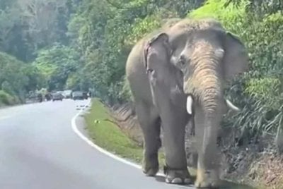Sulong yang tular selepas berkeliaran di JRTB di Kelantan dalam keadaan cedera kini dipindahkan ke Tasik Kenyir, Terengganu untuk menjalani rawatan.