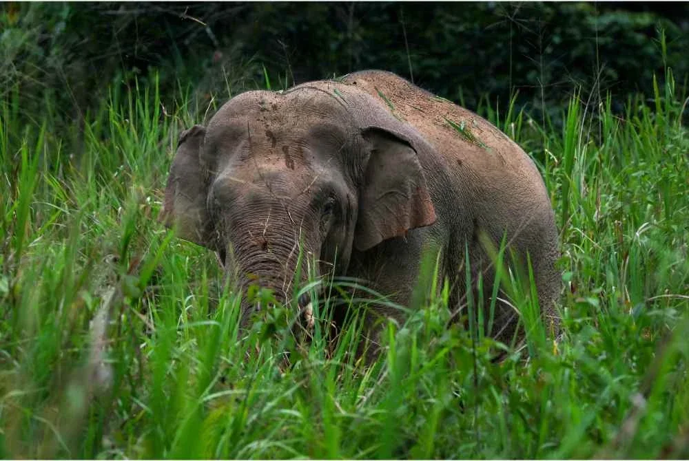 Seekor gajah liar jantan dewasa menghampiri tapak perkhemahan kira-kira 150 peserta Kembara Rakyat Nenggiri pada 24 Ogos lepas - Gambar fail Bernama