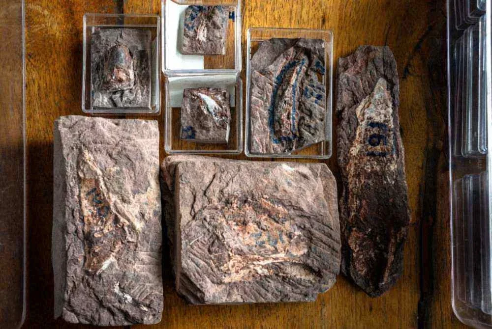 Fosil gigi dinosaur dipamerkan di Taman Negara Phu Wiang, Khon Kaen, yang kaya dengan penemuan fosil dinosaur. Foto: AFP