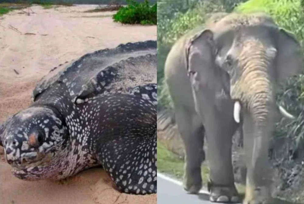 Ahmad Samsuri berkata, kepulangan semula spesies penyu ikonik dan usaha pemindahan gajah liar membuktikan Terengganu kekal sebagai habitat penting yang selamat bagi pemuliharaan serta perlindungan hidupan liar.