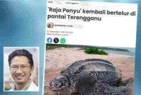 Laporan Sinar Harian pada Rabu mengenai 'Raja Penyu' kembali bertelurdi pantai Terengganu. Gambar kecil: Mohd Uzair