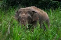 Seekor gajah liar jantan dewasa menghampiri tapak perkhemahan kira-kira 150 peserta Kembara Rakyat Nenggiri pada 24 Ogos lepas - Gambar fail Bernama