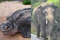 Ahmad Samsuri berkata, kepulangan semula spesies penyu ikonik dan usaha pemindahan gajah liar membuktikan Terengganu kekal sebagai habitat penting yang selamat bagi pemuliharaan serta perlindungan hidupan liar.