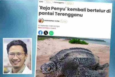 Laporan Sinar Harian pada Rabu mengenai 'Raja Penyu' kembali bertelurdi pantai Terengganu. Gambar kecil: Mohd Uzair