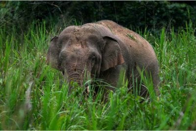 Seekor gajah liar jantan dewasa menghampiri tapak perkhemahan kira-kira 150 peserta Kembara Rakyat Nenggiri pada 24 Ogos lepas - Gambar fail Bernama