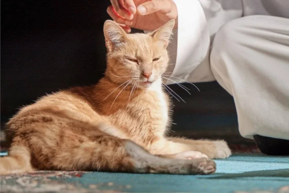 BULU yang tercabut daripada kucing dikategorikan sebagai najis namun sekiranya ia sedikit terlekat di pakaian solat, ia dimaafkan. 