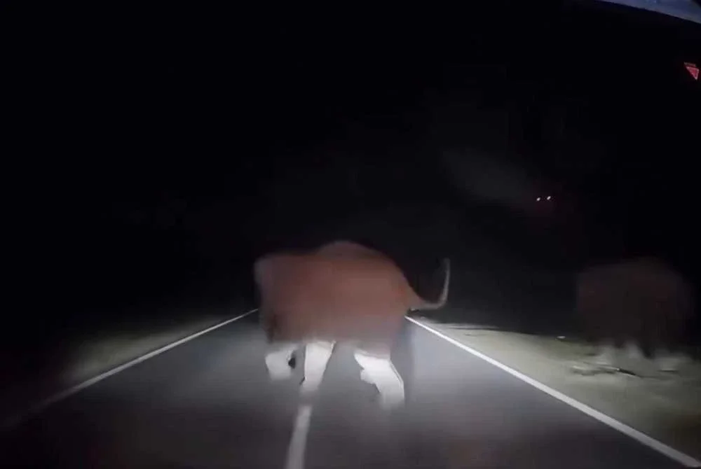 Pemandu tidak sempat mengelak lalu melanggar bahagian belakang gajah di Kilometer 49, Jalan Johor Bahru-Mersing, Kota Tinggi