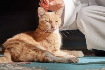 BULU yang tercabut daripada kucing dikategorikan sebagai najis namun sekiranya ia sedikit terlekat di pakaian solat, ia dimaafkan. 