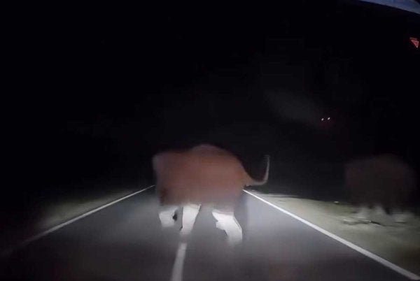 Pemandu tidak sempat mengelak lalu melanggar bahagian belakang gajah di Kilometer 49, Jalan Johor Bahru-Mersing, Kota Tinggi