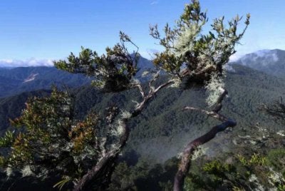 Enam individu termasuk empat ahli keluarga dan dua malim gunung dikhuatiri hilang selepas memasuki hutan melalui Pos Dakoh, Lojing, Gua Musang pada 29 Ogos lalu. Gambar hiasan - Foto Bernama