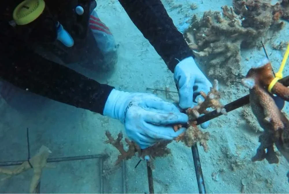 Aktiviti pemulihan terumbu karang Yayasan JCorp bersama Reef Check Malaysia di Pulau Aur sebagai usaha memperkukuh kelestarian biodiversiti marin.
