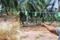 Penduduk menunjukkan kawasan anjing liar yang berkeliaran di belakang rumah mangsa di Kampung Tambak, Peserai Batu Pahat.